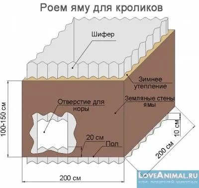 Яма для кроликів - природний будинок (вирощування кроликів) Яма для кроликів - природний будинок