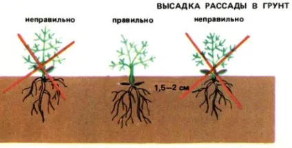 Хризантеми в теплиці сорти і особливості вирощування (хризантеми) Хризантеми в теплиці сорти і особливості вирощування