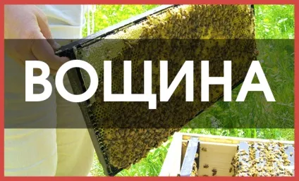 Зберігання прополісу в домашніх умовах (прополісу домашніх умовах) Зберігання прополісу в домашніх умовах