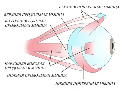 Ящик Пандори - як окуляри вбивають наш зір (око бачить вдалину) Ящик Пандори - як окуляри вбивають наш зір