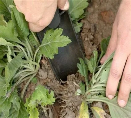 Хризантеми в теплиці сорти і особливості вирощування (вирощування в теплиці хризантем) Хризантеми в теплиці сорти і особливості вирощування