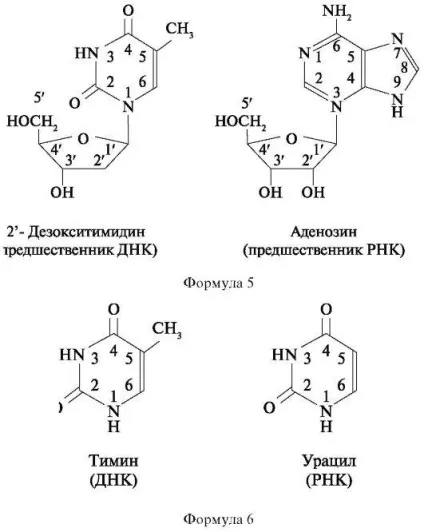 Хімія і структура ДНК