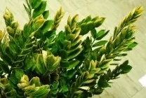 Замиокулькас (доларове дерево) опис, види, фото, відхід у домашніх умовах, підгодувати, (доларовий) Замиокулькас (доларове дерево) опис, види, фото, відхід у домашніх умовах, підгодувати,