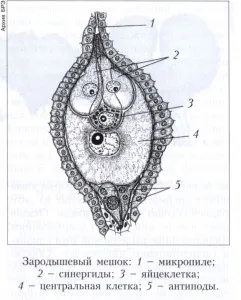 зародковий мішок