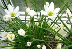 Зефирантес догляд за ніжною «вискочкою» (Зефирантес домашніх умовах) Зефирантес догляд за ніжною «вискочкою»