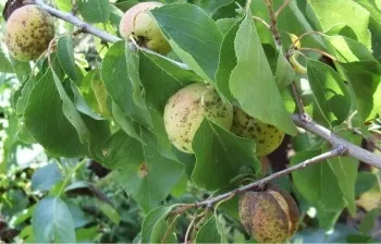 Захист абрикоса від монілії (монілії) Захист абрикоса від монілії