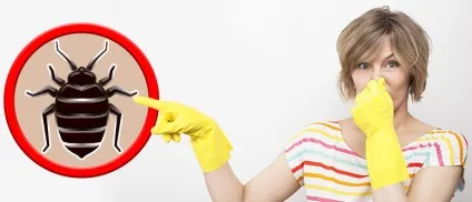 Запах постільних клопів як його визначити і чим він небезпечний (запах) Запах постільних клопів як його визначити і чим він небезпечний