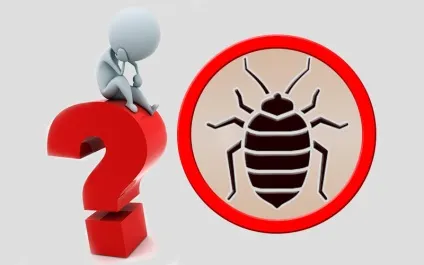 Запах постільних клопів як його визначити і чим він небезпечний (запах) Запах постільних клопів як його визначити і чим він небезпечний