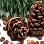Живиця ялинова - застосування, лікувальні властивості, де купити (ялинова) Живиця ялинова - застосування, лікувальні властивості, де купити