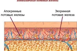 Жовтий піт і його причини