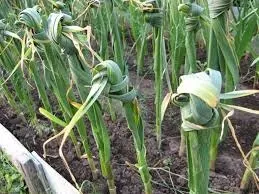 Жовтіє часник ніж полити і підживити (полив) Жовтіє часник ніж полити і підживити
