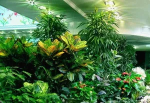 Зимовий сад своїми руками в квартирі і приватному будинку відео (квартирі) Зимовий сад своїми руками в квартирі і приватному будинку відео