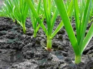 Жовтіє часник ніж полити і підживити (полити) Жовтіє часник ніж полити і підживити