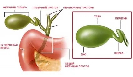 Жовчогінні препарати при перегині жовчного міхура що може допомогти (перегині) Жовчогінні препарати при перегині жовчного міхура що може допомогти