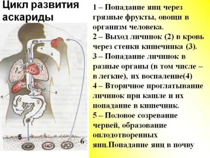 Життєвий цикл аскарид від яйця до статевозрілого гельмінта