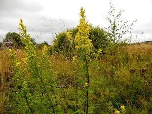 Золотарник (солидаго) кращі поради по посадці і догляду (квітка солидаго) Золотарник (солидаго) кращі поради по посадці і догляду