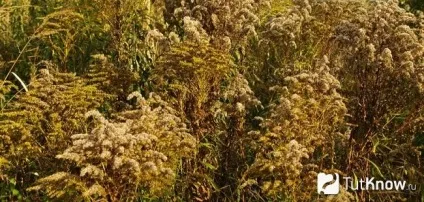 Золотарник вирощування з насіння, посадка і догляд (посадка) Золотарник вирощування з насіння, посадка і догляд