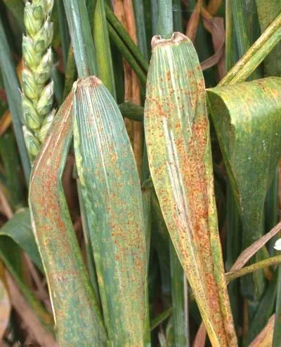 Бура іржа пшениці (іржа пшениці Puccinia) Бура іржа пшениці