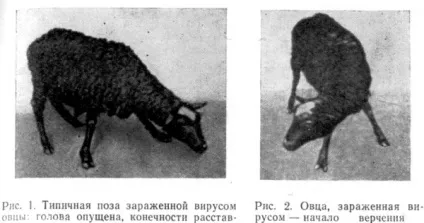 Ценуроз овець лікування і профілактика хвороби (лікування) Ценуроз овець лікування і профілактика хвороби