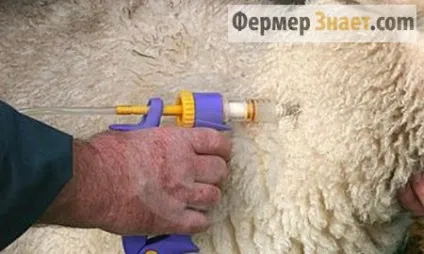 Ценуроз овець симптоми, лікування, профілактика (лікування) Ценуроз овець симптоми, лікування, профілактика