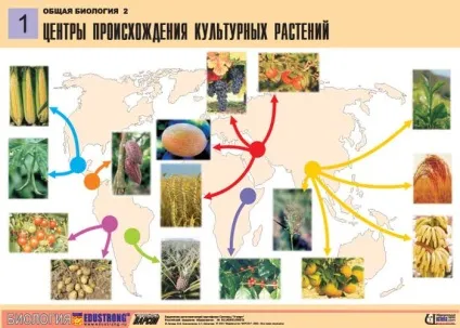 Центри походження культурних рослин, найбільший портал по навчанню (центри) Центри походження культурних рослин, найбільший портал по навчанню