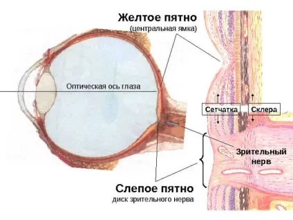 Центральна ямка будова, особливості (центральна ямка очі) Центральна ямка будова, особливості