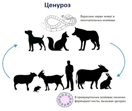 Ценуроз у людини, овець, кіз і інших тварин (тварин) Ценуроз у людини, овець, кіз і інших тварин