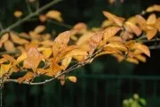 Чим далі в осінь