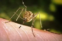 Чим мазати укуси комарів дитині до року (мазати) Чим мазати укуси комарів дитині до року