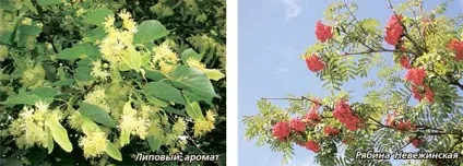Людина повинна посадити дерево (каштан) Людина повинна посадити дерево