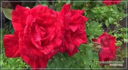 Чайно гібридні троянди фото і догляд - кращі поради від фахівця, сайт про сад, дачі і кімнатних (кращі) Чайно гібридні троянди фото і догляд - кращі поради від фахівця, сайт про сад, дачі і кімнатних