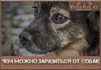 Чим можна заразитися від собак, інвазії, найпростіші, інфекції (інвазії) Чим можна заразитися від собак, інвазії, найпростіші, інфекції