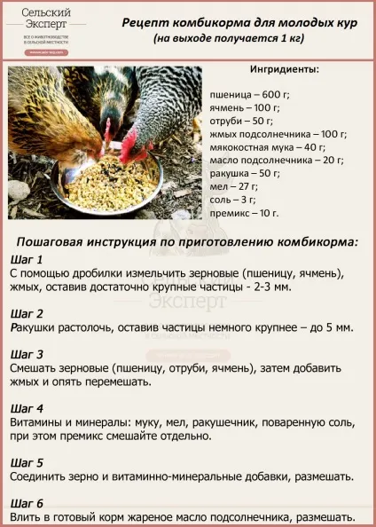 Чим годувати курей - з чого складається правильний курячий раціон