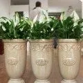 Чим підгодовувати фіалки і коли це краще робити (це не можна допускати) Чим підгодовувати фіалки і коли це краще робити