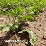 Чим підгодувати чорнобривці, дача