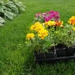 Чим підгодувати чорнобривці для рясного цвітіння ніж удобрювати і підгодовувати (удобрювати) Чим підгодувати чорнобривці для рясного цвітіння ніж удобрювати і підгодовувати