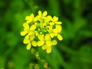 Чим корисна гірчиця як добриво в городі, і коли потрібно її сіяти (добриво) Чим корисна гірчиця як добриво в городі, і коли потрібно її сіяти