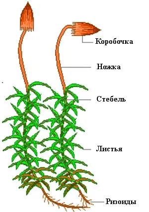 Чим папороті відрізняються від мохів, в чому різниця (папороті) Чим папороті відрізняються від мохів, в чому різниця