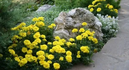 Чим підгодувати чорнобривці для рясного цвітіння ніж удобрювати і підгодовувати (підгодувати) Чим підгодувати чорнобривці для рясного цвітіння ніж удобрювати і підгодовувати