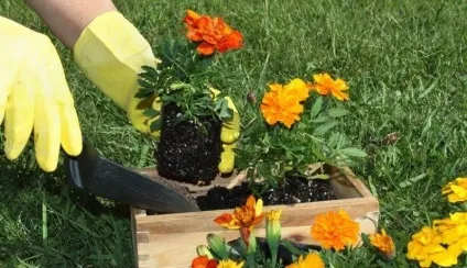 Чим підгодувати чорнобривці для рясного цвітіння ніж удобрювати і підгодовувати (підгодувати) Чим підгодувати чорнобривці для рясного цвітіння ніж удобрювати і підгодовувати