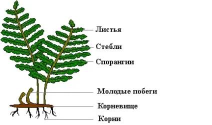 Чим папороті відрізняються від мохів, в чому різниця (мохів) Чим папороті відрізняються від мохів, в чому різниця