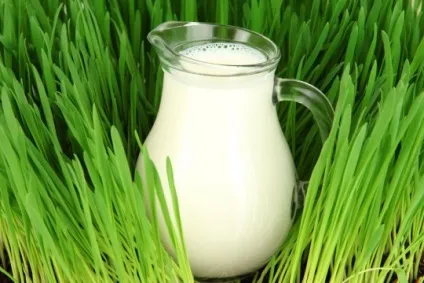 Чим корисно молоко унікальні властивості цього звичного продукту (молоко) Чим корисно молоко унікальні властивості цього звичного продукту