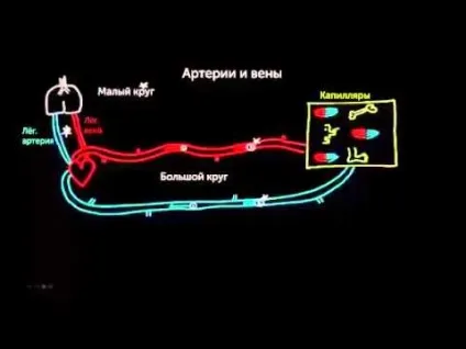 Чим відрізняється артеріальна кровотеча від венозного (артеріальна кровотеча венозного) Чим відрізняється артеріальна кровотеча від венозного