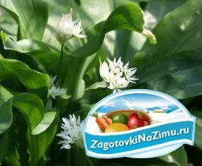 Черемша на зиму золоті рецепти з покроковими фото (золоті) Черемша на зиму золоті рецепти з покроковими фото