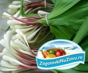 Черемша на зиму золоті рецепти з покроковими фото (рецепти) Черемша на зиму золоті рецепти з покроковими фото