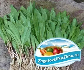 Черемша на зиму золоті рецепти з покроковими фото (фото) Черемша на зиму золоті рецепти з покроковими фото