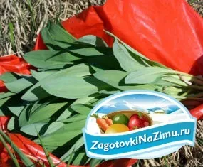 Черемша на зиму золоті рецепти з покроковими фото (черемша рецепти приготування на зиму) Черемша на зиму золоті рецепти з покроковими фото