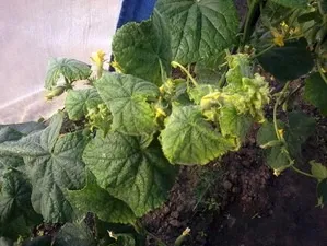 Чорна цвіль листя огірка