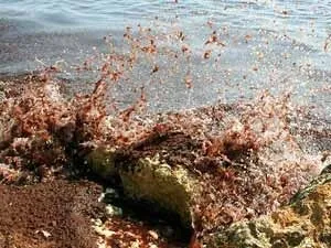 Чорне море почервоніло, все не просто так