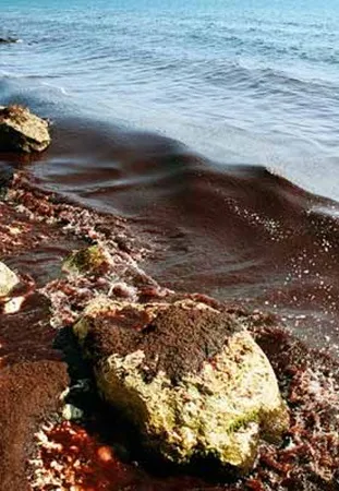 Чорне море почервоніло, все не просто так